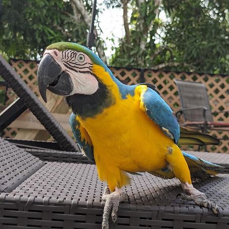 Rainforest Lodge Del Rio 포르토벨로 외부 사진