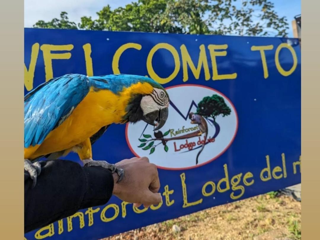 Rainforest Lodge Del Rio 포르토벨로 외부 사진