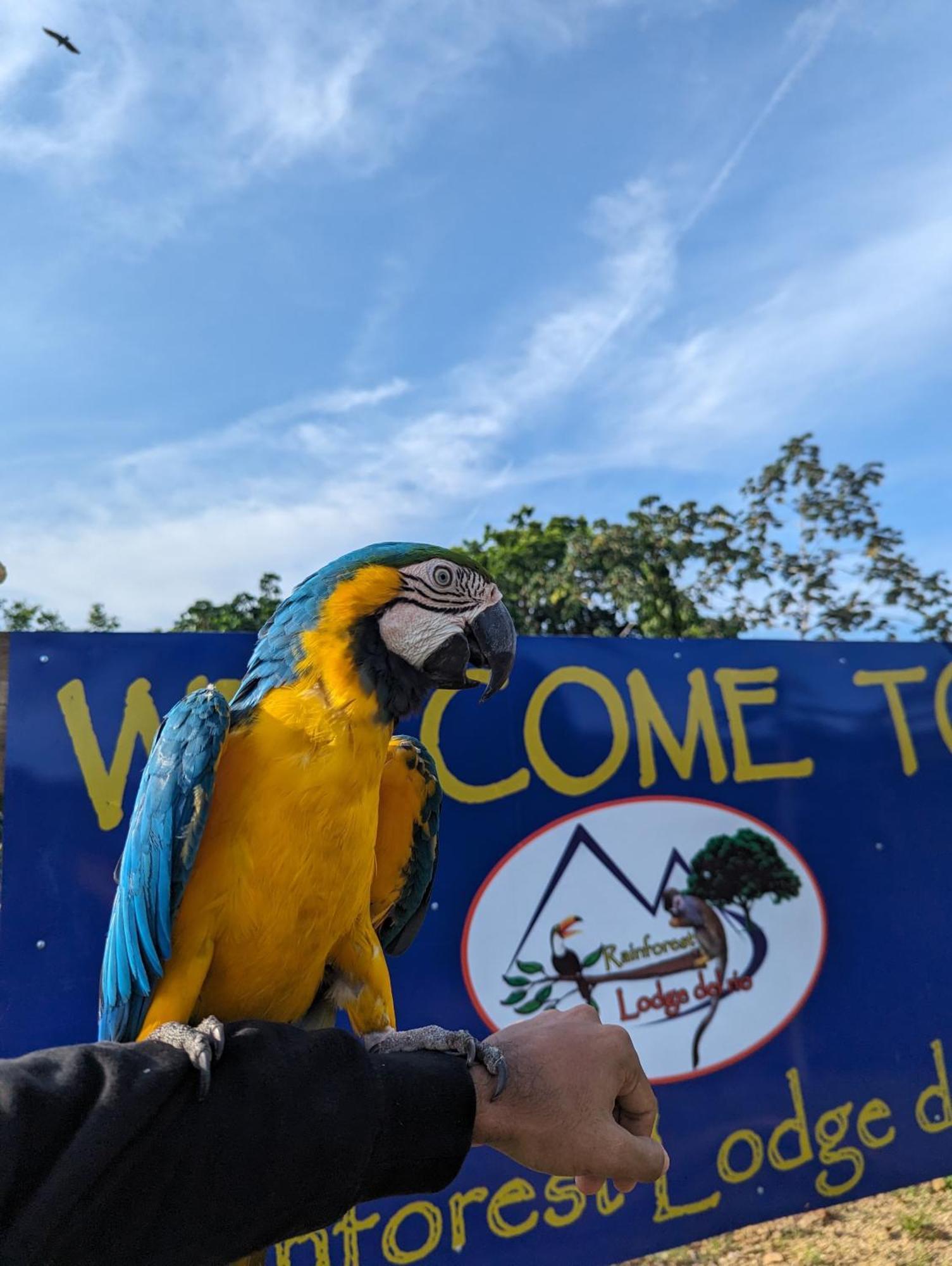 Rainforest Lodge Del Rio 포르토벨로 외부 사진
