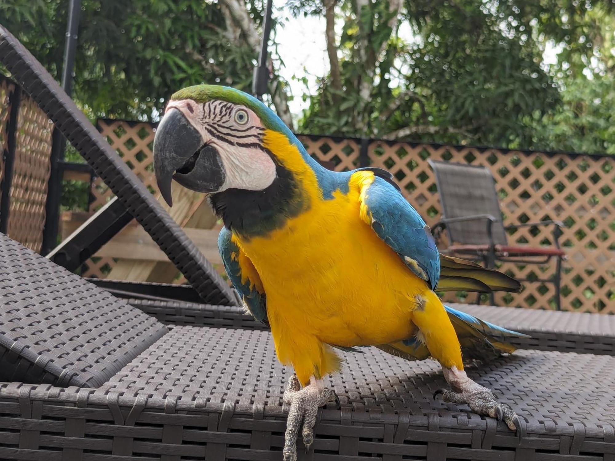 Rainforest Lodge Del Rio 포르토벨로 외부 사진